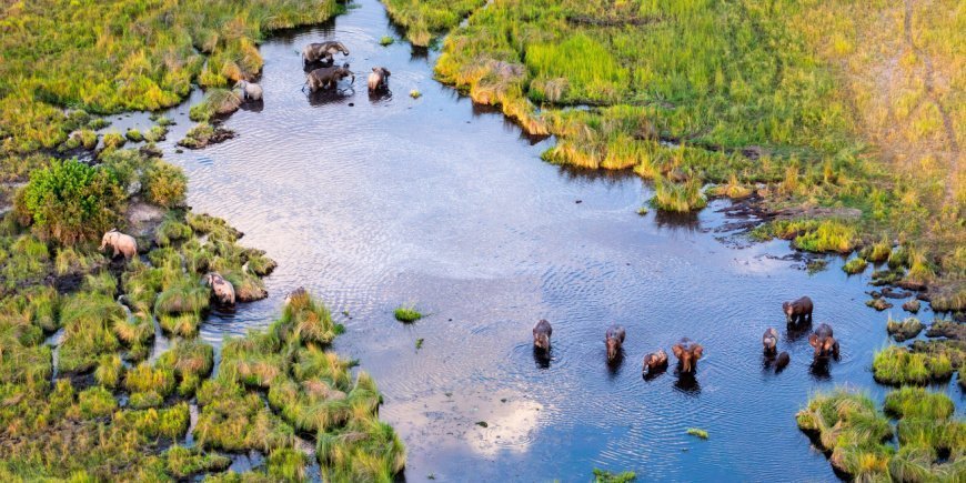 Elefanter set oppefra i Okavango-delta i Botswana