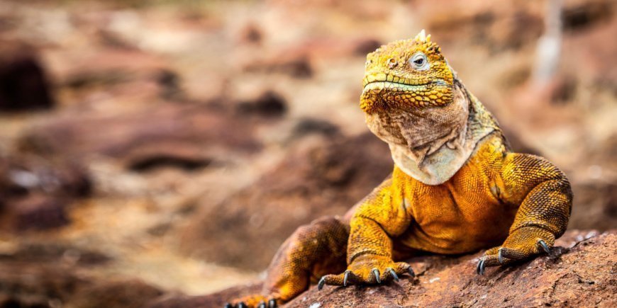 Landleguan på Galapaosøerne 