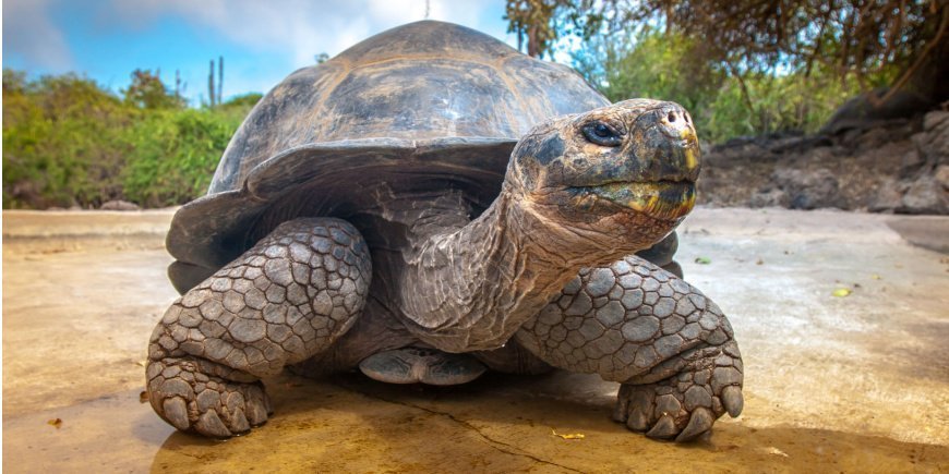 Galapagosskildpadde på land