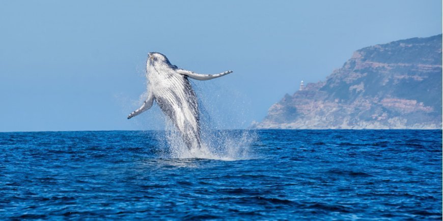 Hval springer op af havet ved Sydafrikansk kyst