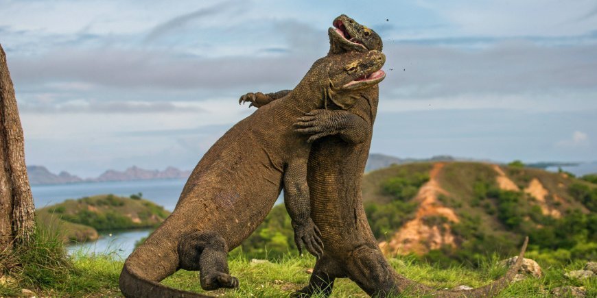 To komodovaraner kæmper på Komodo Island