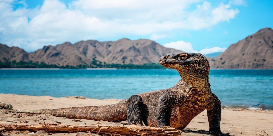 Komodovaran på Komodoøerne i Indonesien 