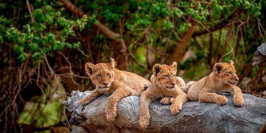 Løveunger i Kruger Nationalpark 