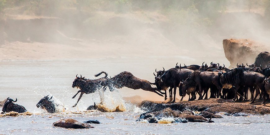 Gnuer springer for livet ved Mara-floden i Masai Mara 