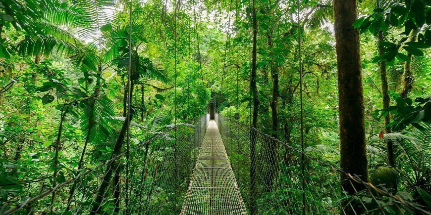 Hængebro i trætoppen i Monteverde i Costa Rica 