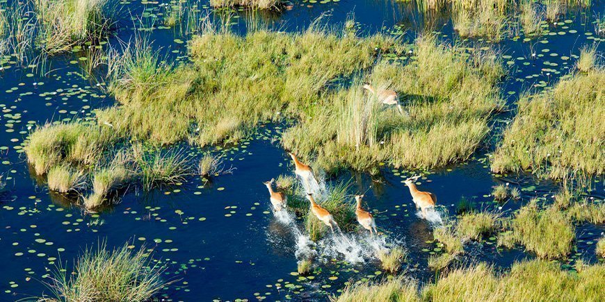 Antiloper i Okavango-deltaet 