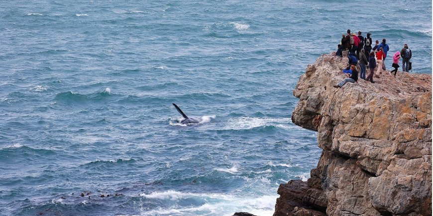 Mennesker ser på hval fra klippeafsats i Hermanus i Sydafrika