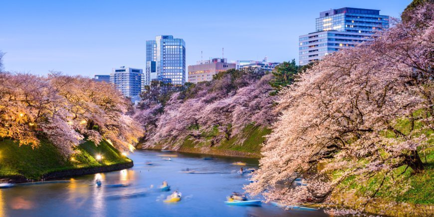 Sakura – Kirsebærblomstringen i Tokyo