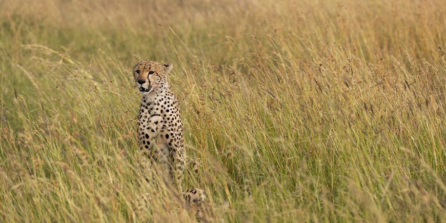 Gepard på savannen i Serengeti Nationalpark i Tanzania