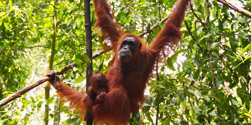 Orangutang hænger fra træ i Sumatras regnskov 