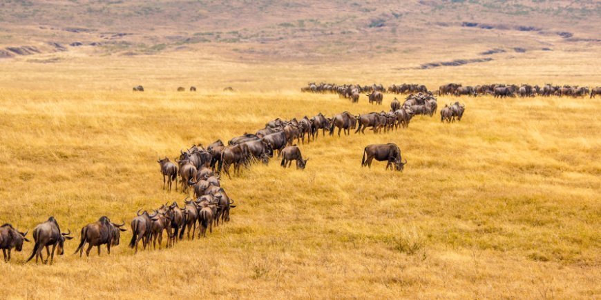 Gnuer vandrer på lang linje i Kenya