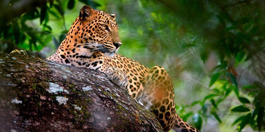 Leopard gemmer sig i vildnisset i Yala Nationalpark i Sri Lanka 