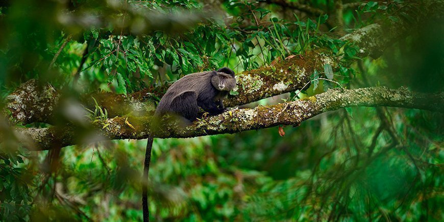 Blåabe sidder i et træ i Bwindi i Uganda.