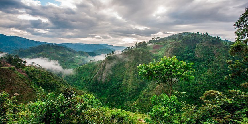 Bwindi Impenetrable Nationalpark set fraoven