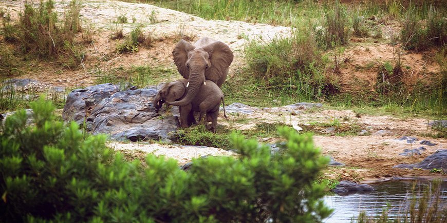 To elefanter står ved vandhul i tørtiden i Kruger Nationalpark