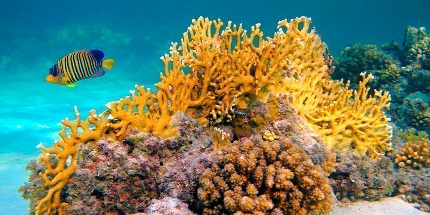 Gul fisk og koralrev under vand ved Zanzibar