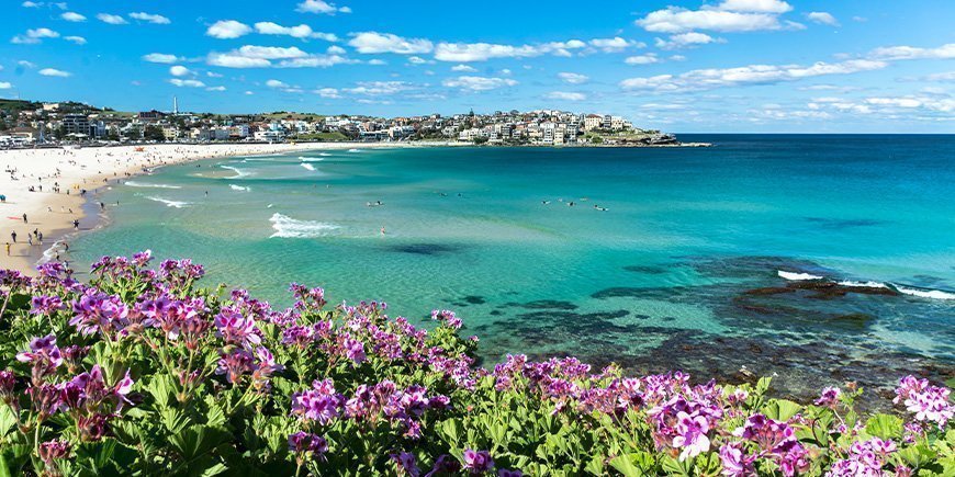 Blomster springer ud ved Bondi Beach i Sydney i Australien