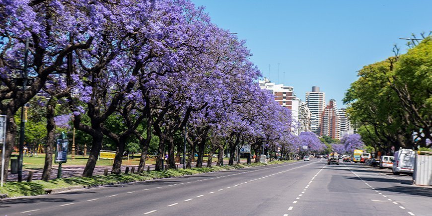 Jacaranda-træerne blomster i Buenos Aires i Argentina