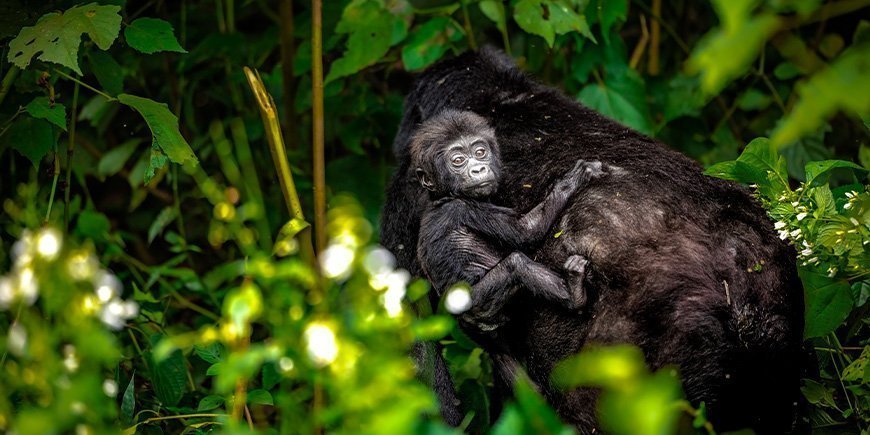 Bjerggorilla med baby i Bwindi i Uganda