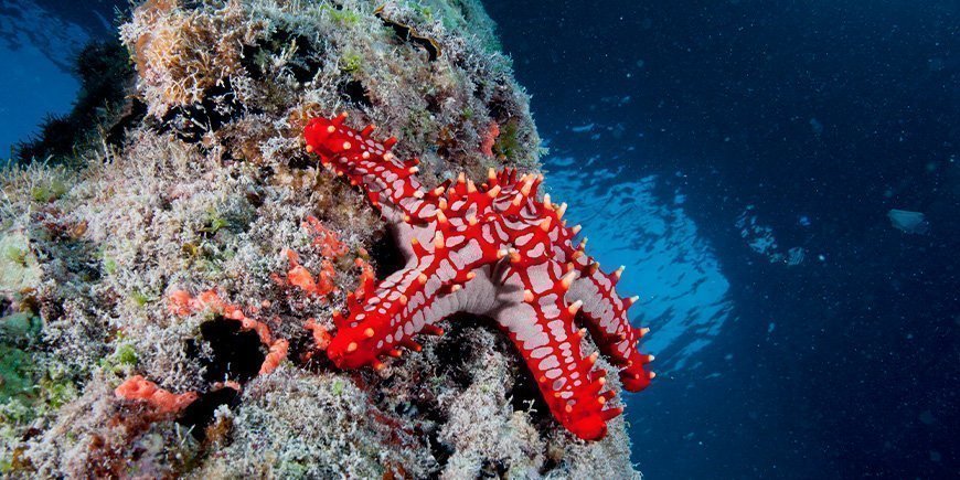 Søstjerne under vandet ved Zanzibar