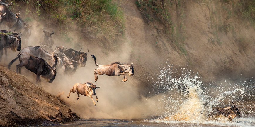 Gnuer springer over Mara-floden i Kenya