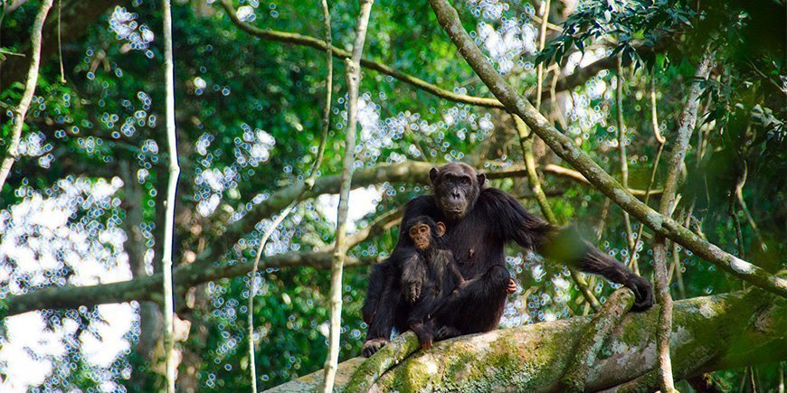 Chimpanser i Kyambura Gorge i Uganda