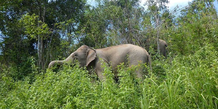 Elefant i ChangChill i Chiang Mai