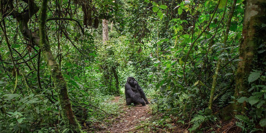 Gorilla står på stien i Bwindi i Uganda