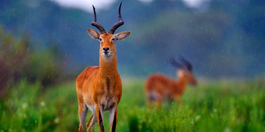 Antilope står i regnen i Queen Elizabeth Nationalpark i Uganda