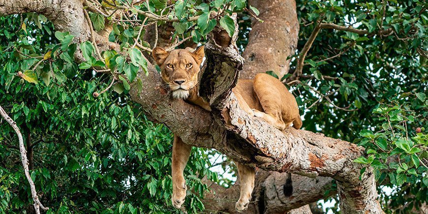Træklatrende løve i Ishasha Nationalpark i Uganda