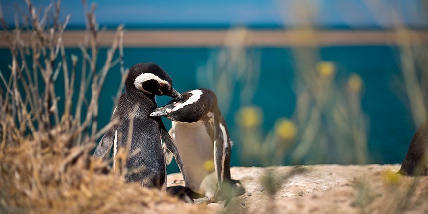 magellanic-pingviner i Peninsula Valdes