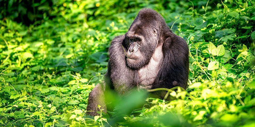 Han-gorilla i Bwindi Nationalpark i Uganda