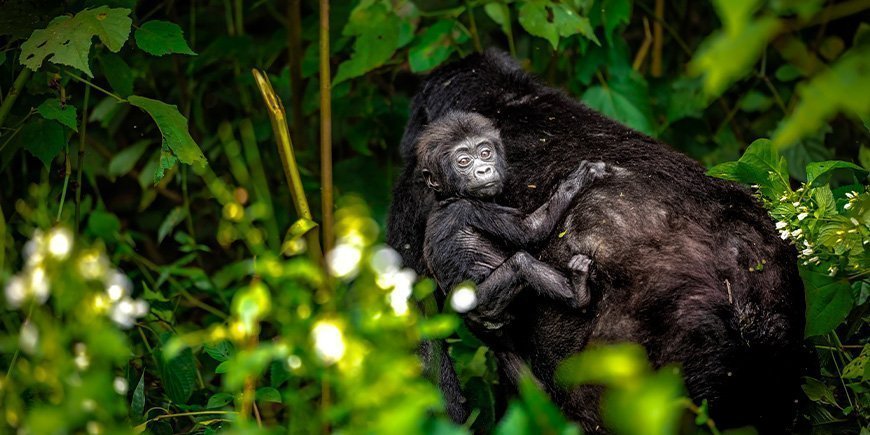 Bjerggorilla med baby på ryggen i Bwindi i Uganda
