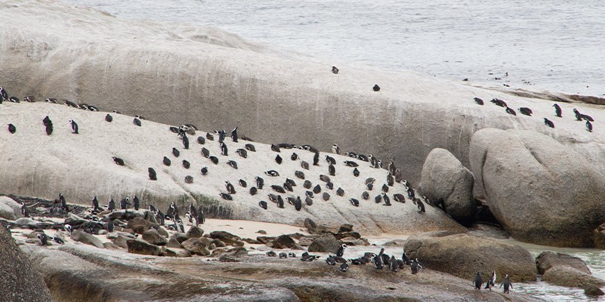 Pingvin-koloni ved Boulders Beach nær Cape Town