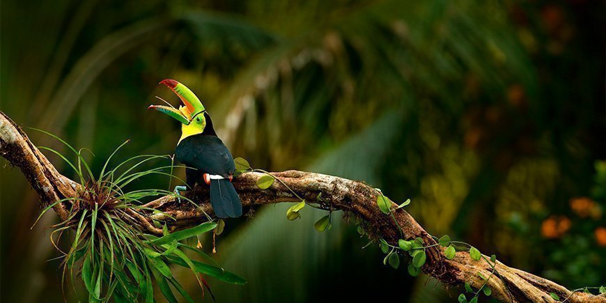 Toucan i regnskoven i Costa Rica