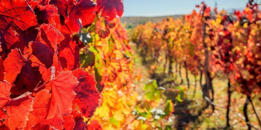 Vinmarker i Mensoza i efteråret