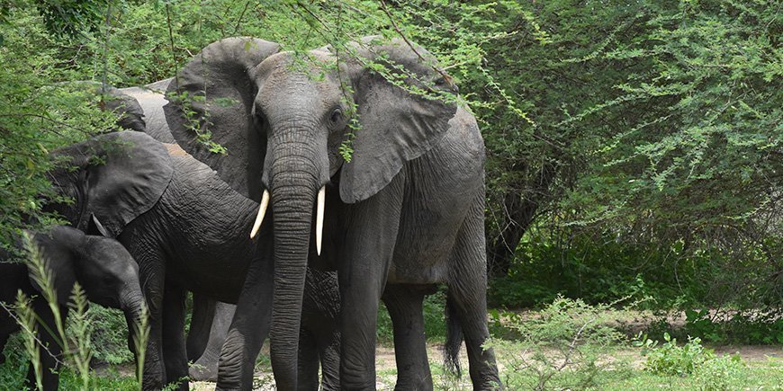 Afrikansk elefant i Nyerere Nationalpark