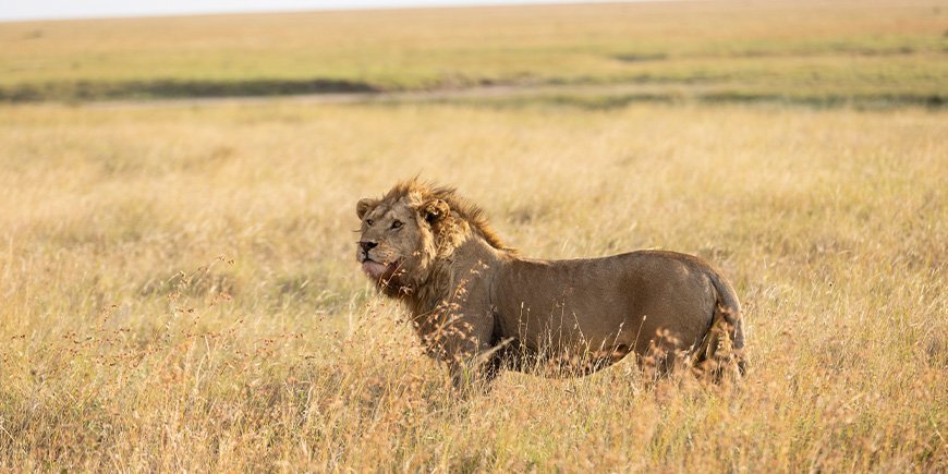 Hanløve på savannen i Serengeti Nationalpark