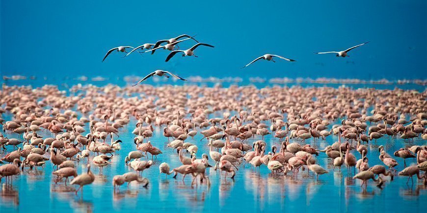 Flamingoer i Lake Manyara