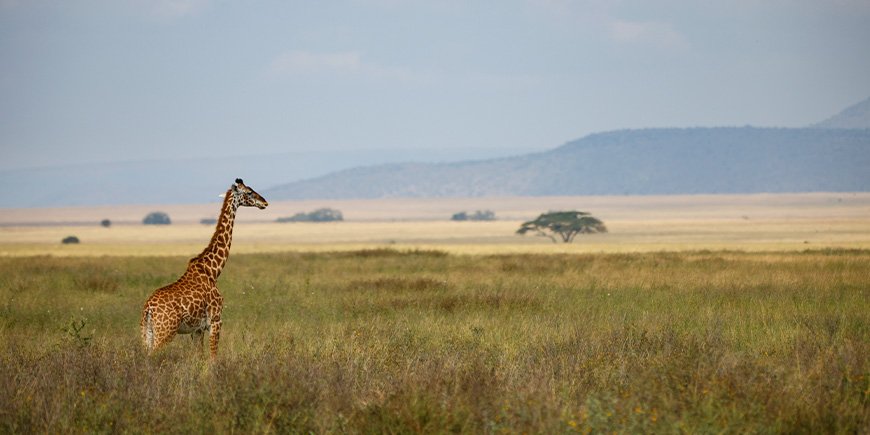 Giraf går på savannen