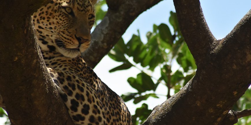 Leopard slapper af i et træ i Serengeti
