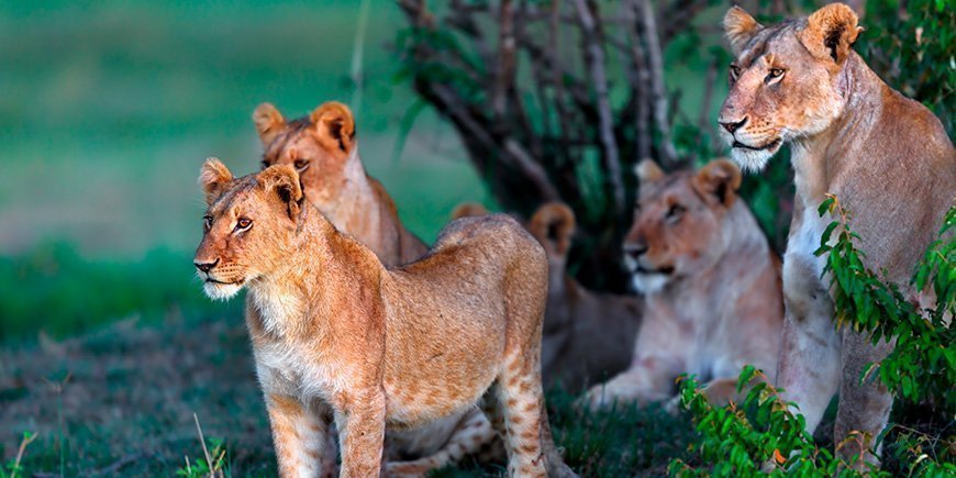 Løver i grønne omgivelser i Masai Mara i Kenya.