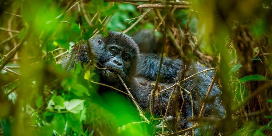 Portræt af bjerggorilla i Bwindi i Uganda