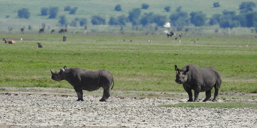 2 næsehorn står i Ngorongoro-krateret