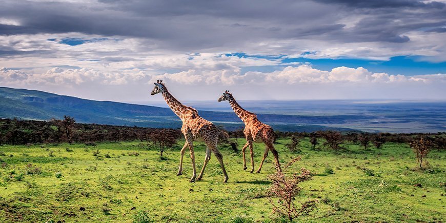 2 giraffer går i græsset i Serengeti i Tanzania