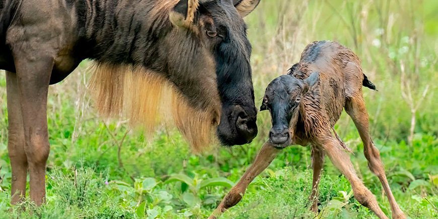 Gnu og nyfødt kalv på Serengeti i Tanzania