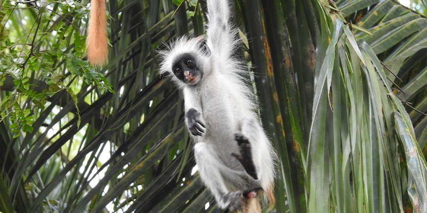 Rød colobusabe i skoven på Zanzibar 