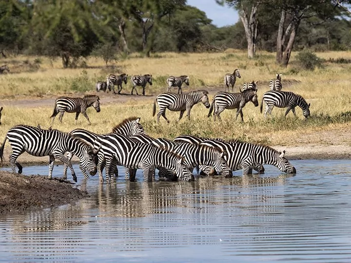 Safari i Tarangire & Ngorongoro og badeferie på Zanzibar