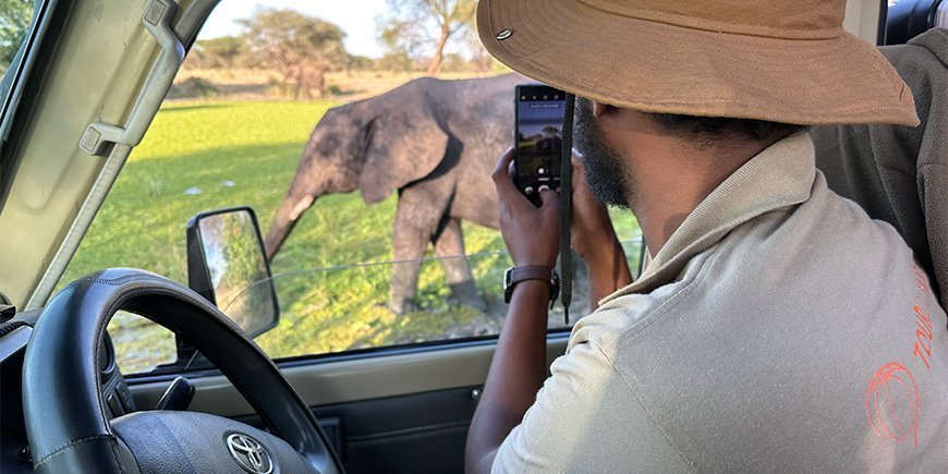 Mand i TourCompass-tshirt tager billed af elefant i Tanzania