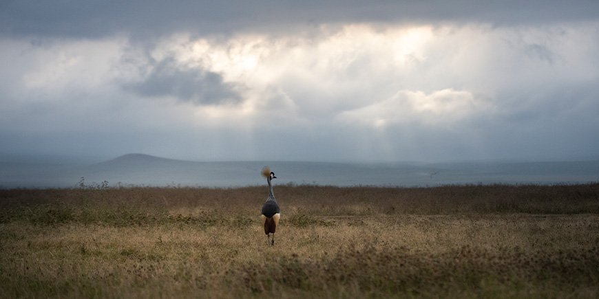 Krontrane i Ngorongoro-krateret i Tanzania